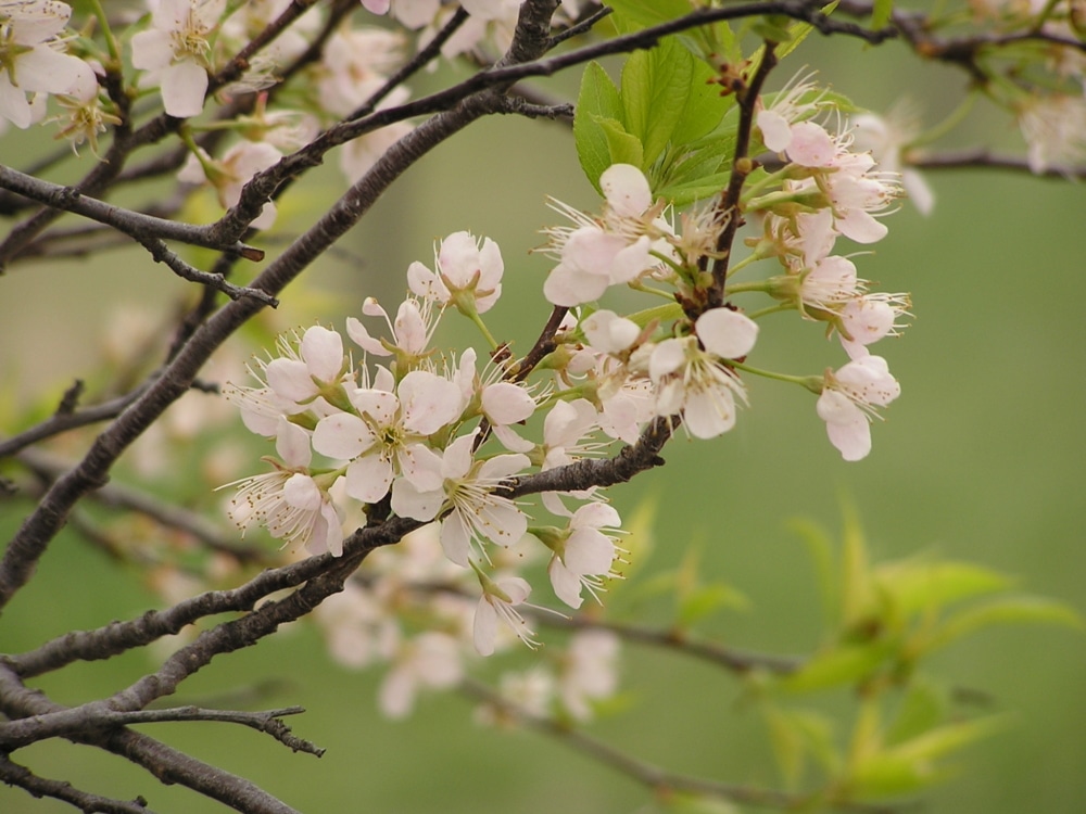 The New Emergency: Ecosphere Studies and the Future University