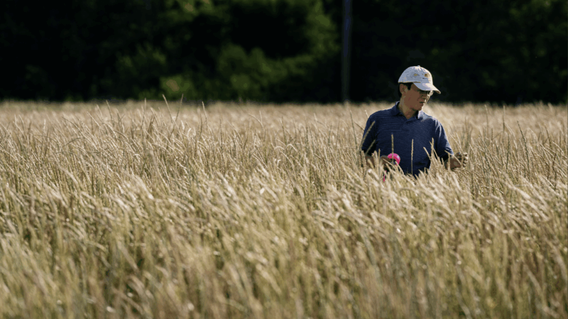 A man in the field of perennial wheat