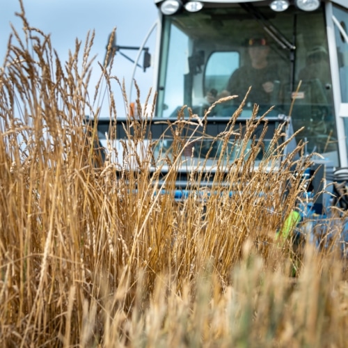 Perennial Wheat - Gorrell, Combine