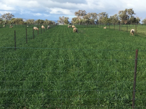 Perennial Wheat Grazing