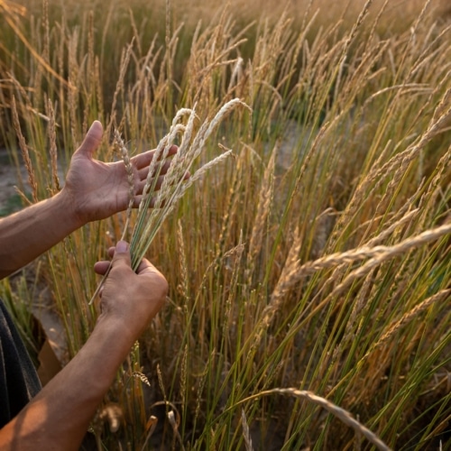 Perennial Wheat - Hands