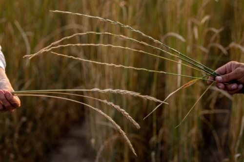 Perennial-Wheat-IWG-Comparison-July-2021