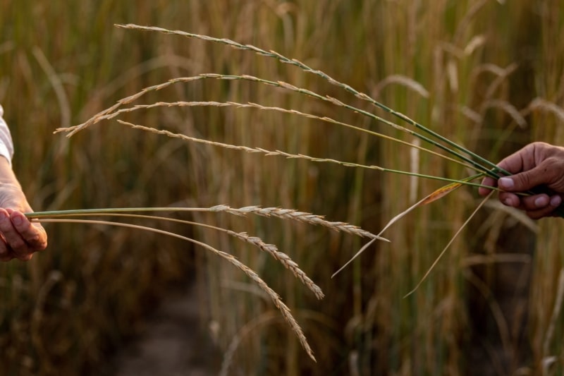 Perennial-Wheat-IWG-Comparison-July-2021