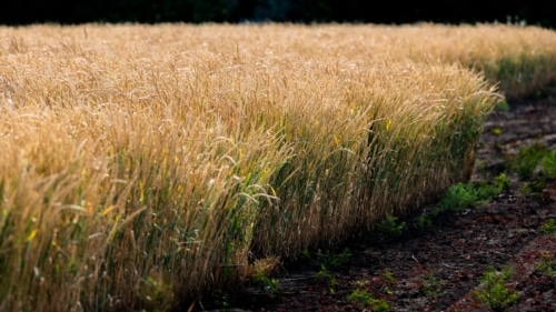 A test plot of perennial wheat ripens under the Kansas sun at The Land Institute.