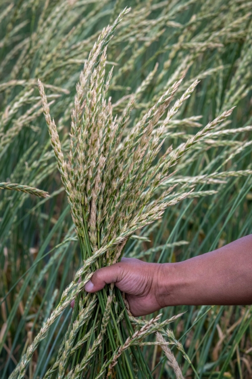 Perennial Wheat