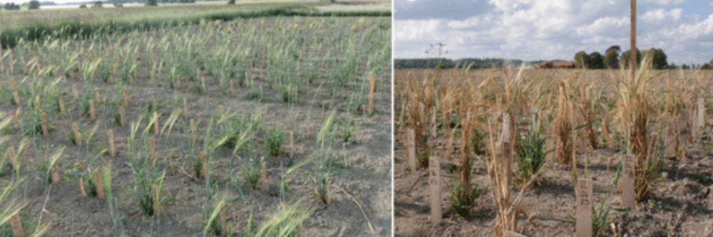 Evaluation of Barley—Introgression Lines Between Annual Barley and the Perennial Hordeum bulbosum in a Cold-Temperate Climate