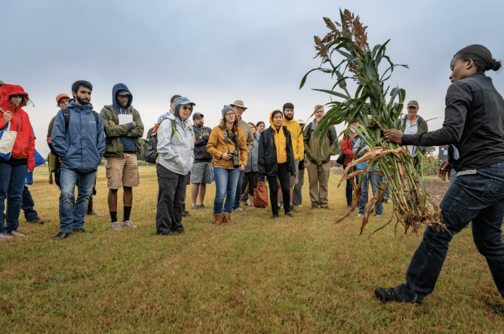 Perennial sorghum tour