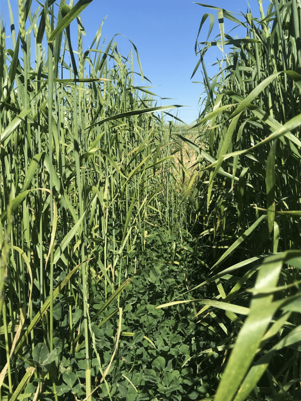 White clover and perennial wheat research update
