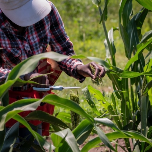 Pheonah Nabukalu, Sorghum