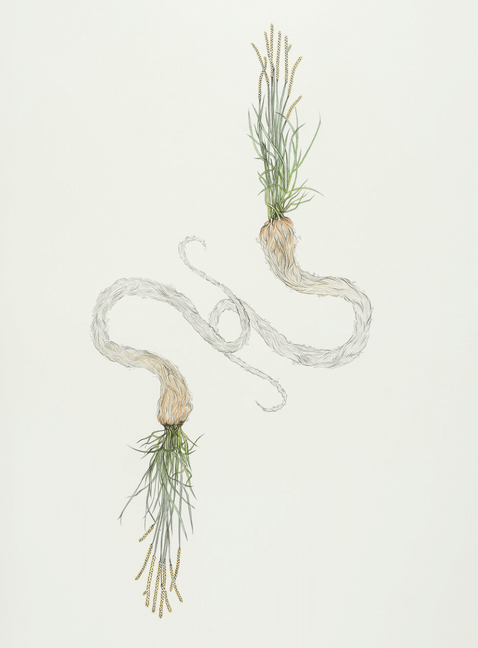 Growing Deep Roots: Perennial-inspired art at Kemper Art Museum