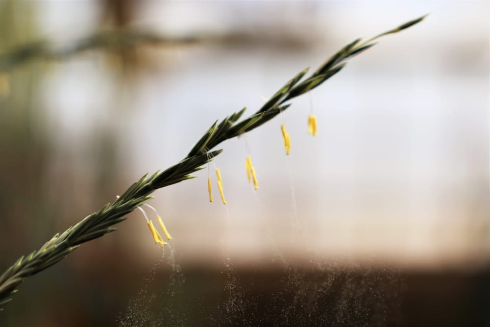 Development of the first consensus genetic map of intermediate wheatgrass (<i>Thinopyrum intermedium</i>) using genotyping-by-sequencing
