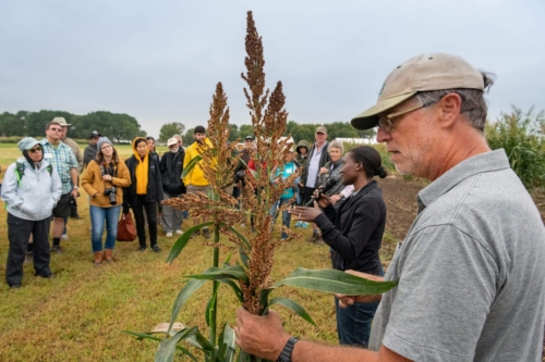 Stan Cox, Lead Scientist on Perennial Sorghum at TLI is giving an interview in a field.