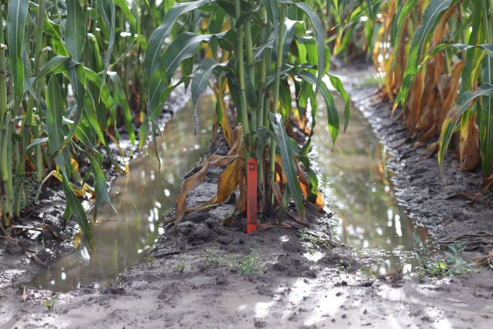 Perennial Grains for Water Quality and Conservation
