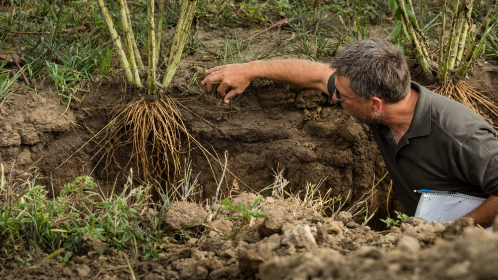 Digging Deeper for Agricultural Resources, the Value of Deep Rooting