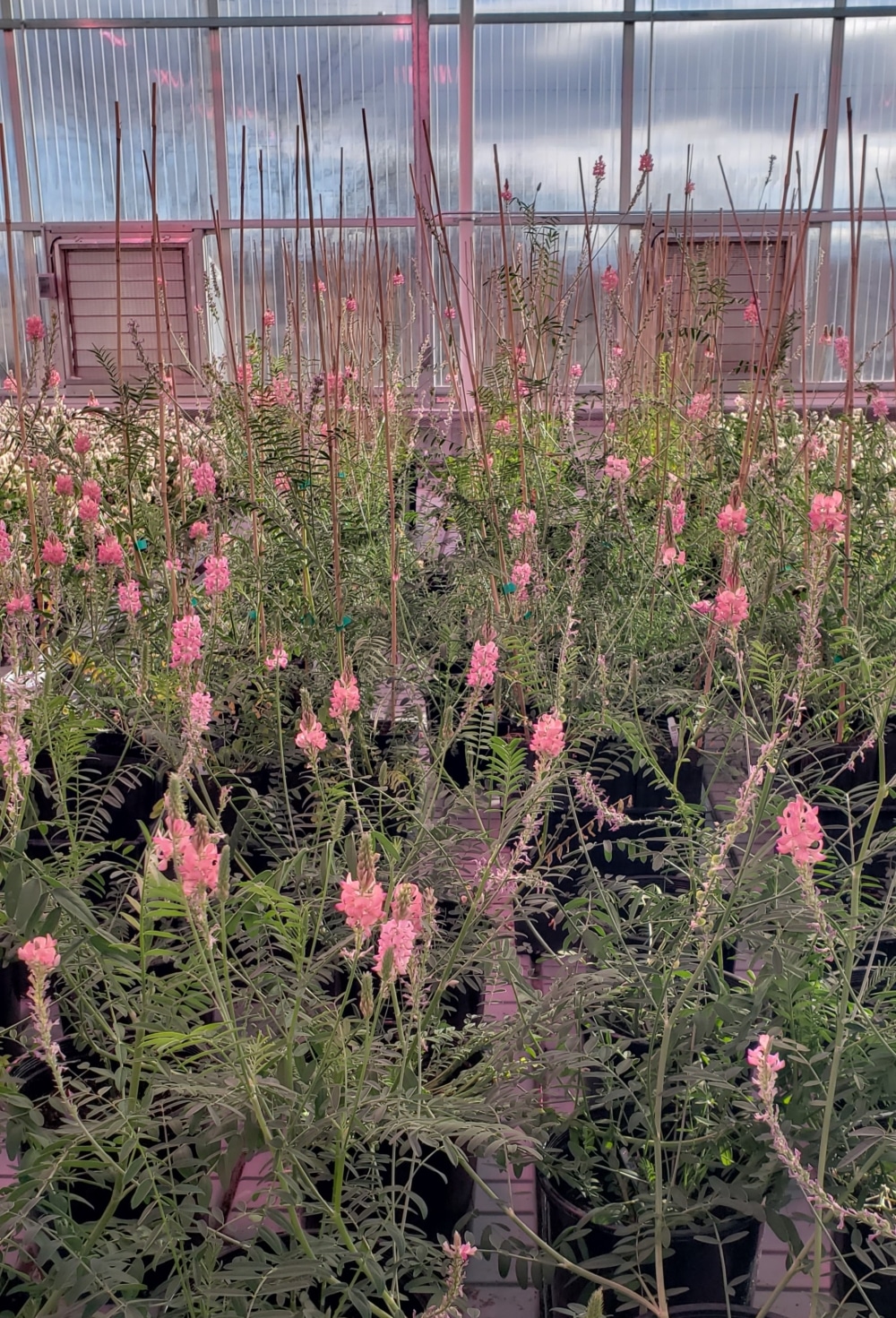 Deep learning driven, image-based phenotyping of seed processing efficiency in sainfoin (<i>Onobrychis viciifolia</i>)