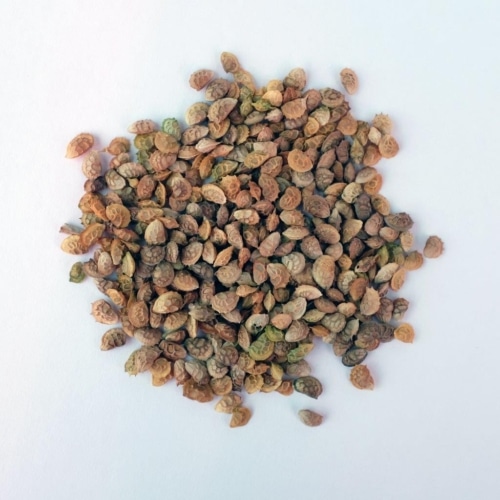 sainfoin seed