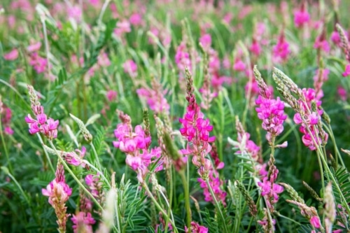 Sainfoin displays showy, pink flowers as it blooms in a test plot at The Land Institute