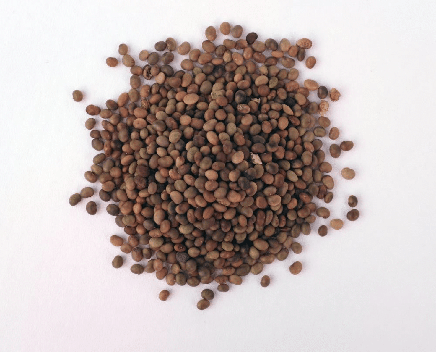 Sainfoin Seeds