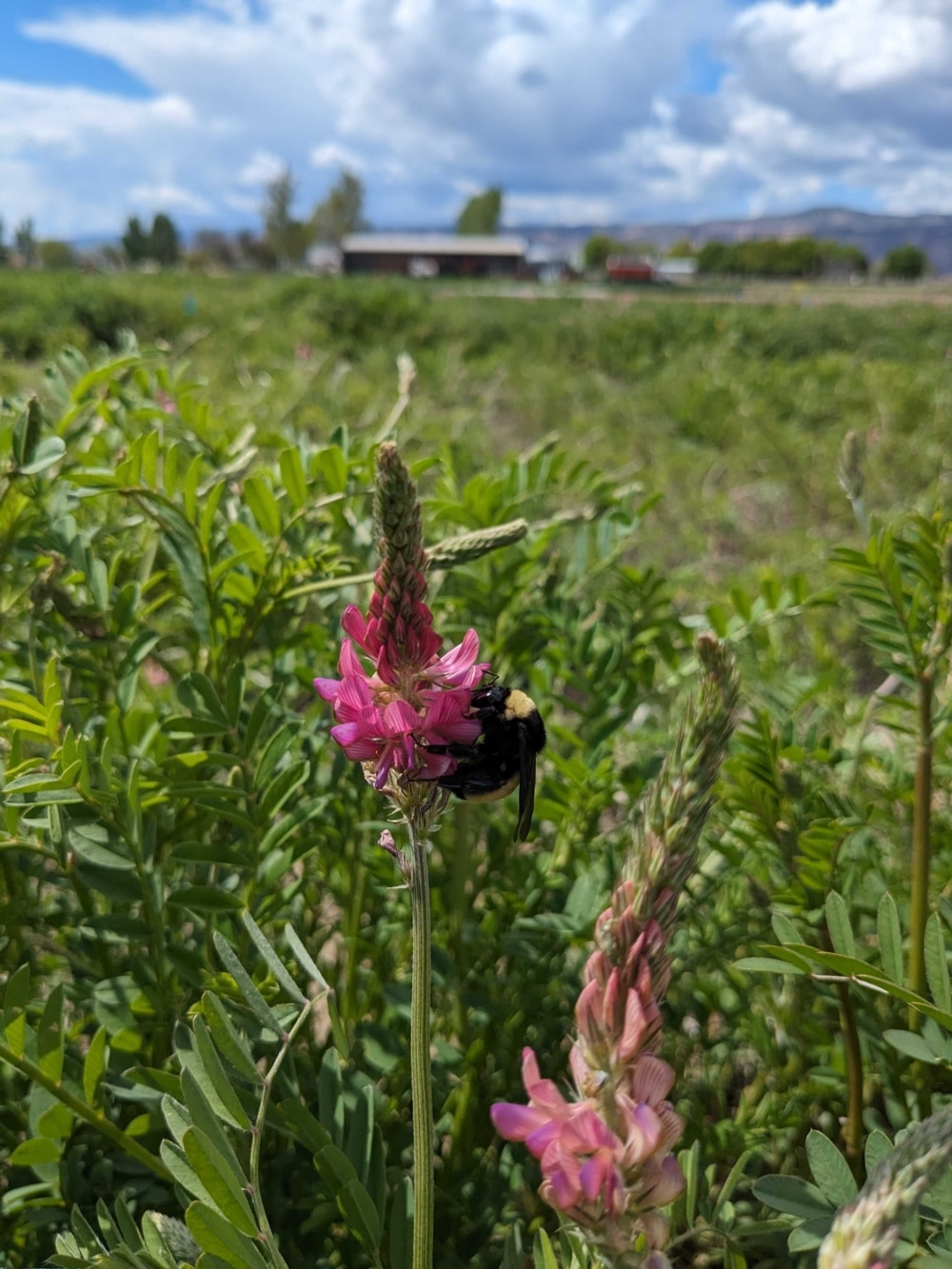 Western Colorado Farm and Ranch Expo