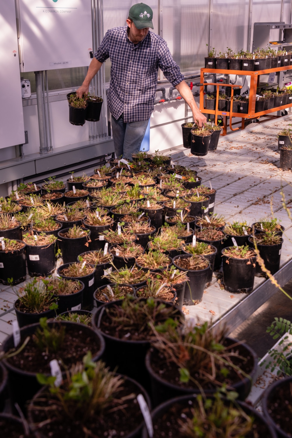 Perennial groundcovers: an emerging technology for soil conservation and the sustainable intensification of agriculture