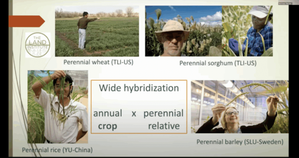 The Land Institute Co-Leads Side Event at The Scientific Group for the UN Food Systems Summit