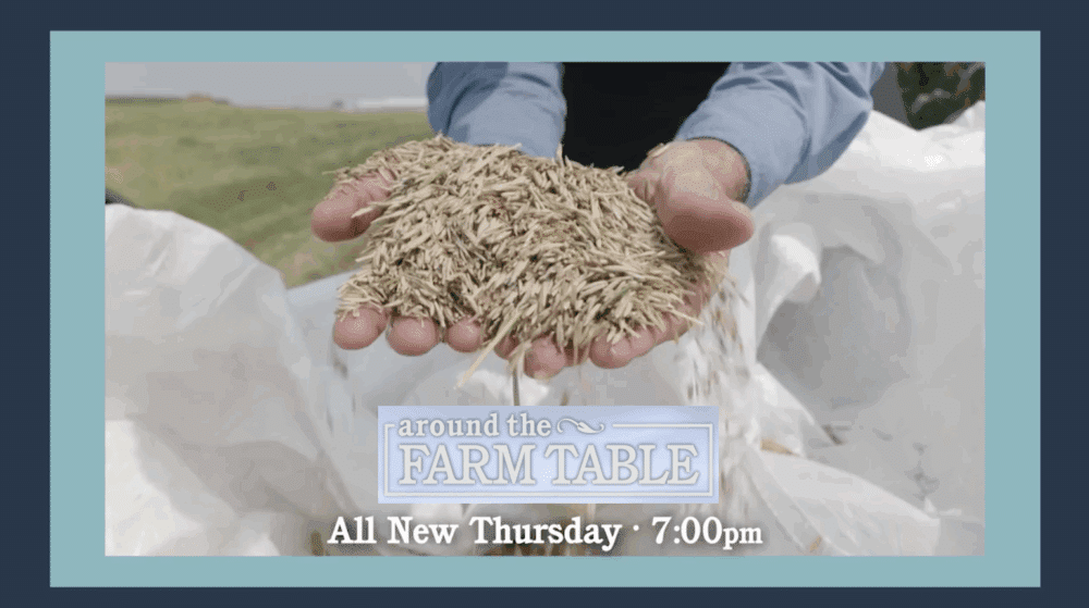 “Kernza in Wisconsin” Episode, PBS Wisconsin