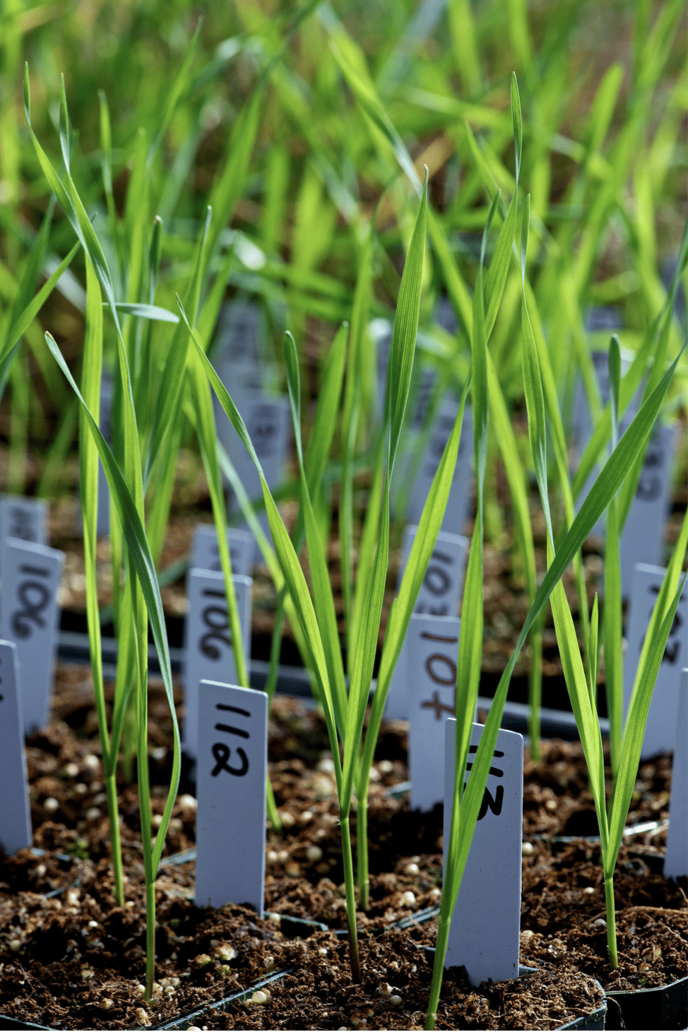 Improving complex agronomic and domestication traits in the perennial grain crop intermediate wheatgrass with genetic mapping and genomic prediction