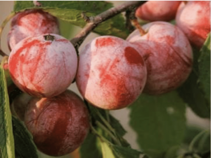Presentation to Shine Light on Botanical Wisdom of the Omaha Tribe