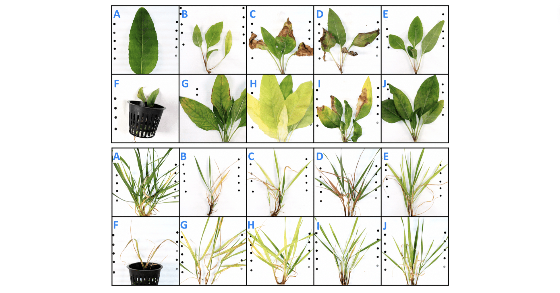 Distinguishing Abiotic from Biotic Stressors in Perennial Grain Crops