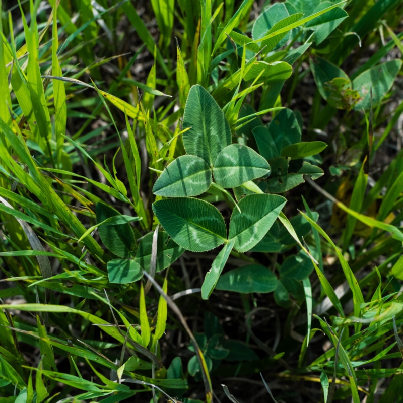 Kura clover, a nitrogen-fixing legume planted among brome grasses