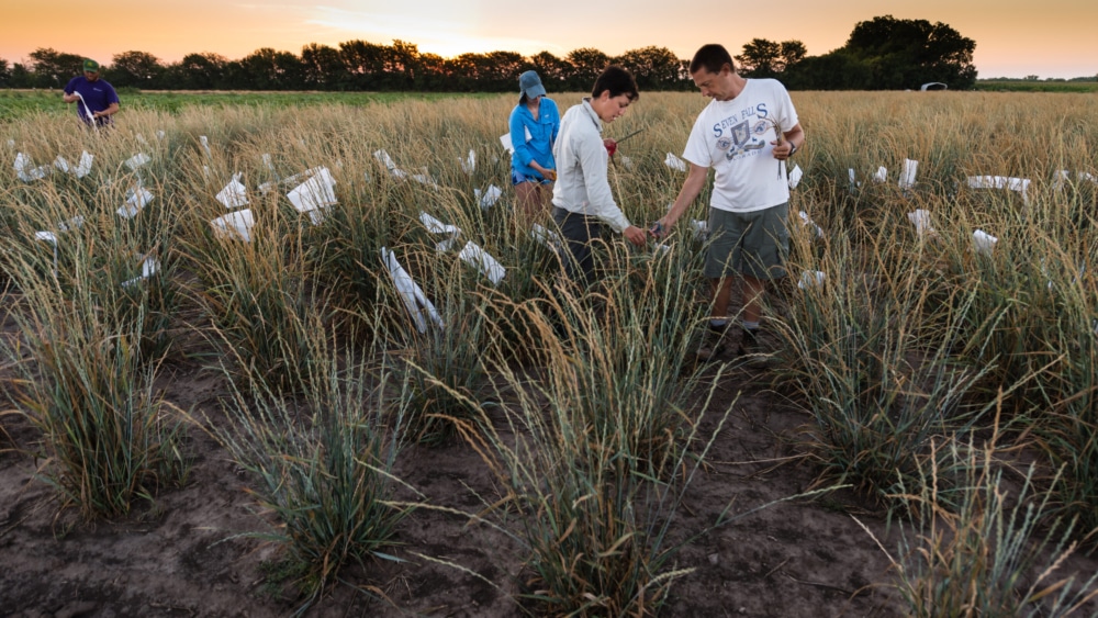 Kernza® Scientist Receives Inaugural American Food Heroes Award