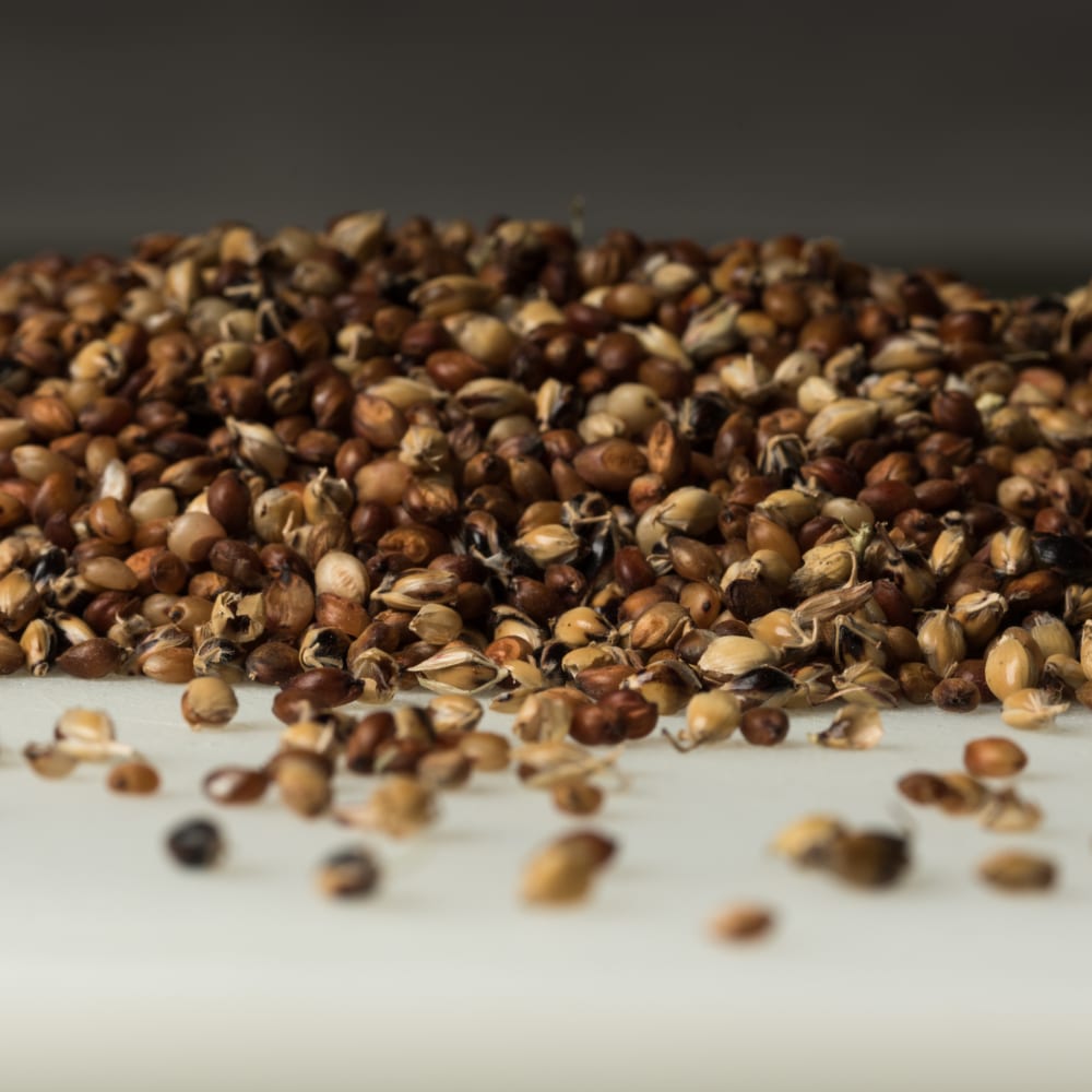 USAID Grant Expands Sorghum Research Globally