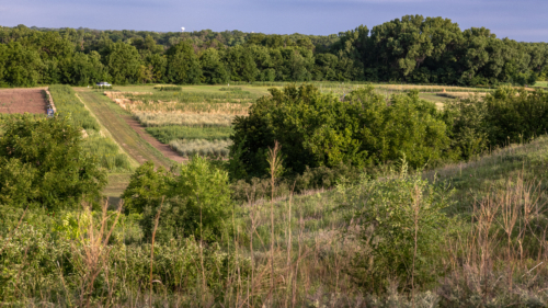 The undisturbed Wauhob Prairie overlooks the East Bank plant research plots at The Land Institute.