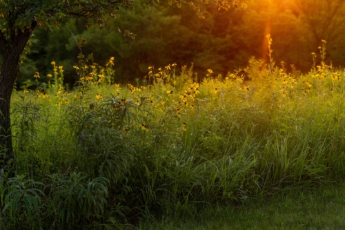 Coneflowers bloom against a setting sun in a prairie-like park at The Land Institute.