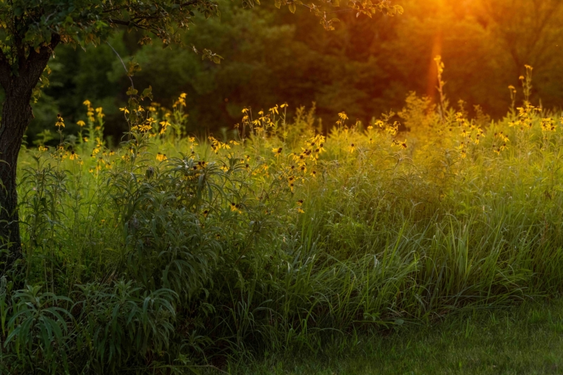 Coneflowers bloom against a setting sun in a prairie-like park at The Land Institute.