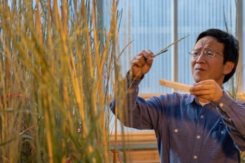 Shuwen Wang, Lead Scientist, Perennial Wheat