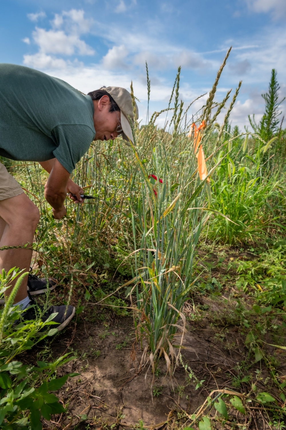 Association mapping of leaf rust resistance loci in a spring wheat core collection