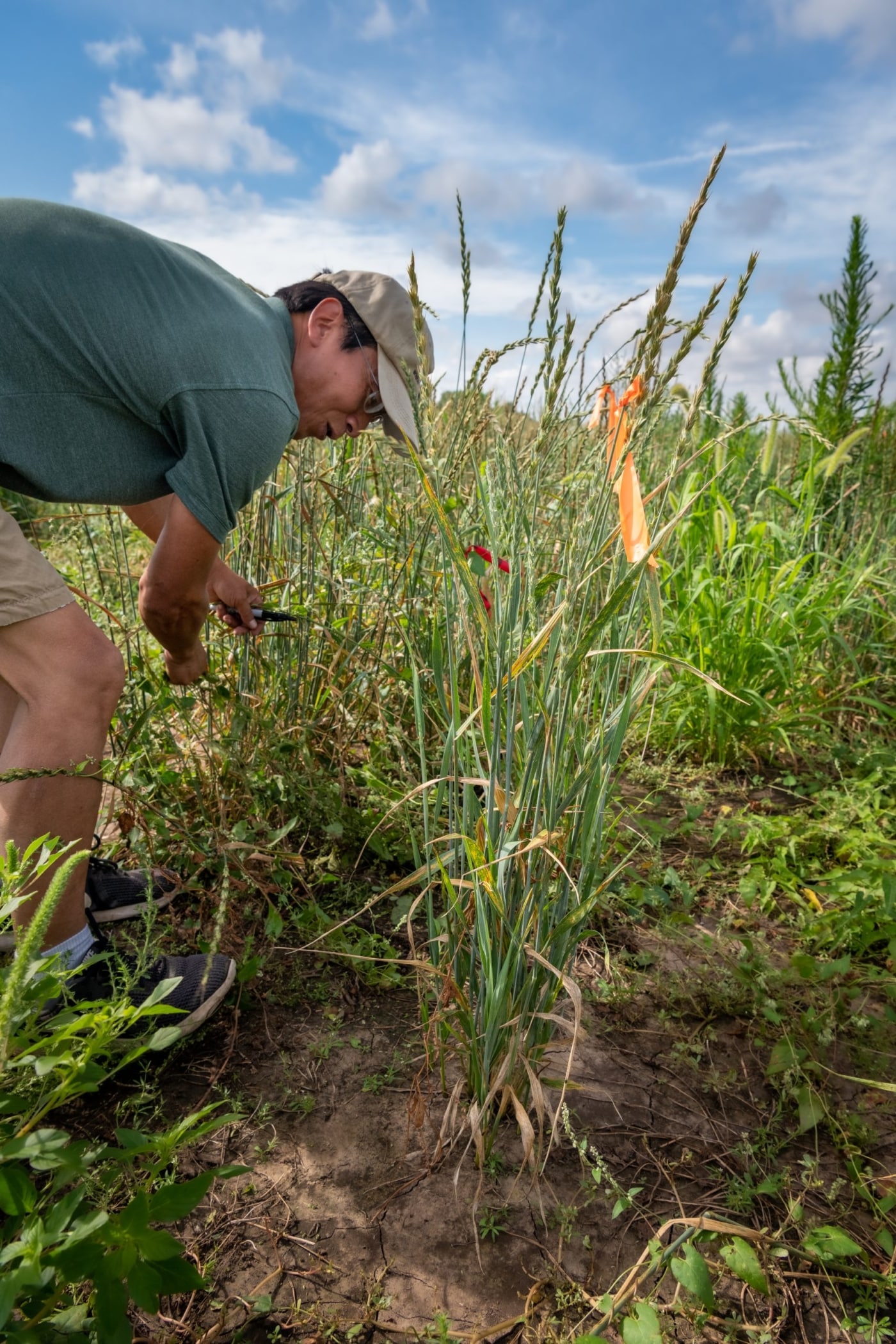 Association mapping of leaf rust resistance loci in a spring wheat core ...