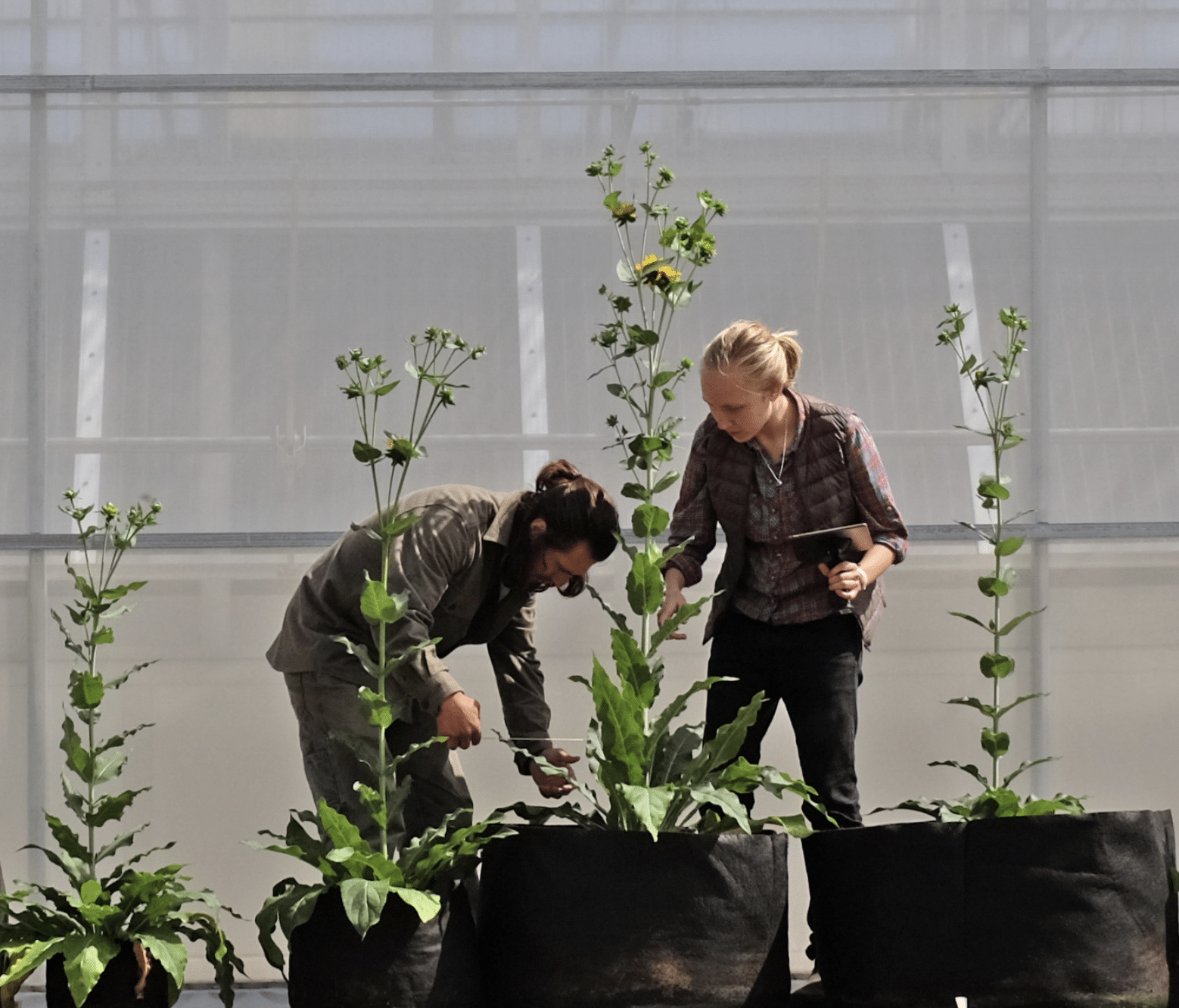 Silphium Greenhouse