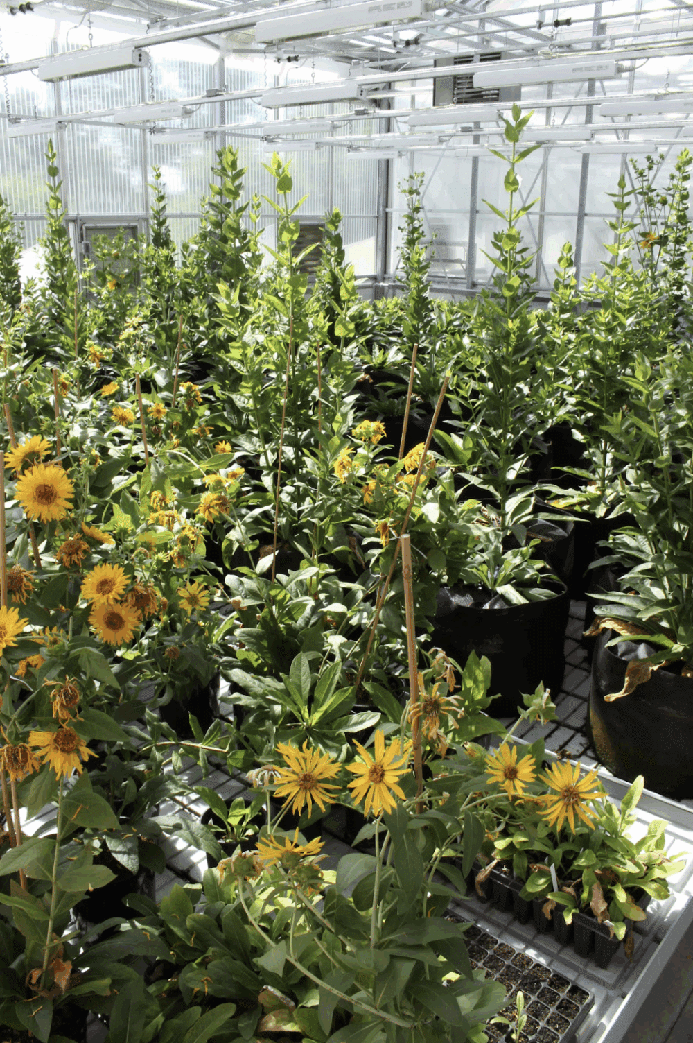 Two contrasting laboratory methods improve <i>Silphium integrifolium</i> Michx. germination rate to agronomically acceptable levels