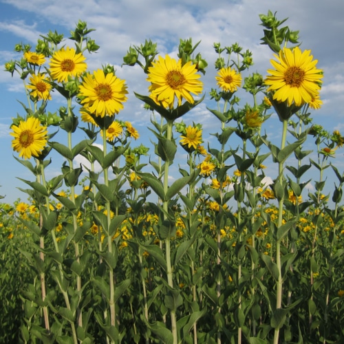 Silphium, being developed as a perennial oilseed crop.