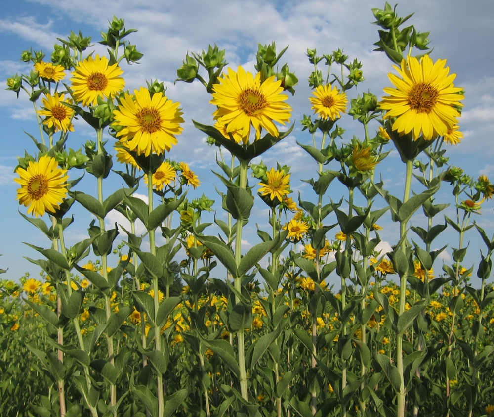 Assembly of Silphium interspecific hybrid genomes opens the genus to phylogenomics, ecogenomics, and molecular breeding