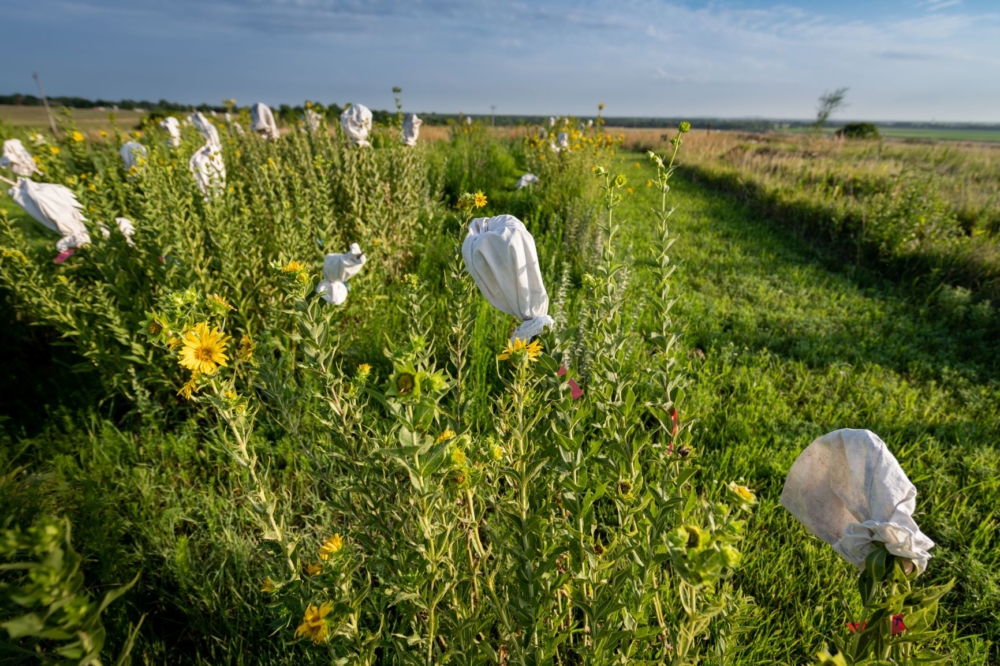 Assessment of the biogeographical variation of seed size and seed oil traits in wild <i>Silphium integrifolium</i> Michx. genotypes