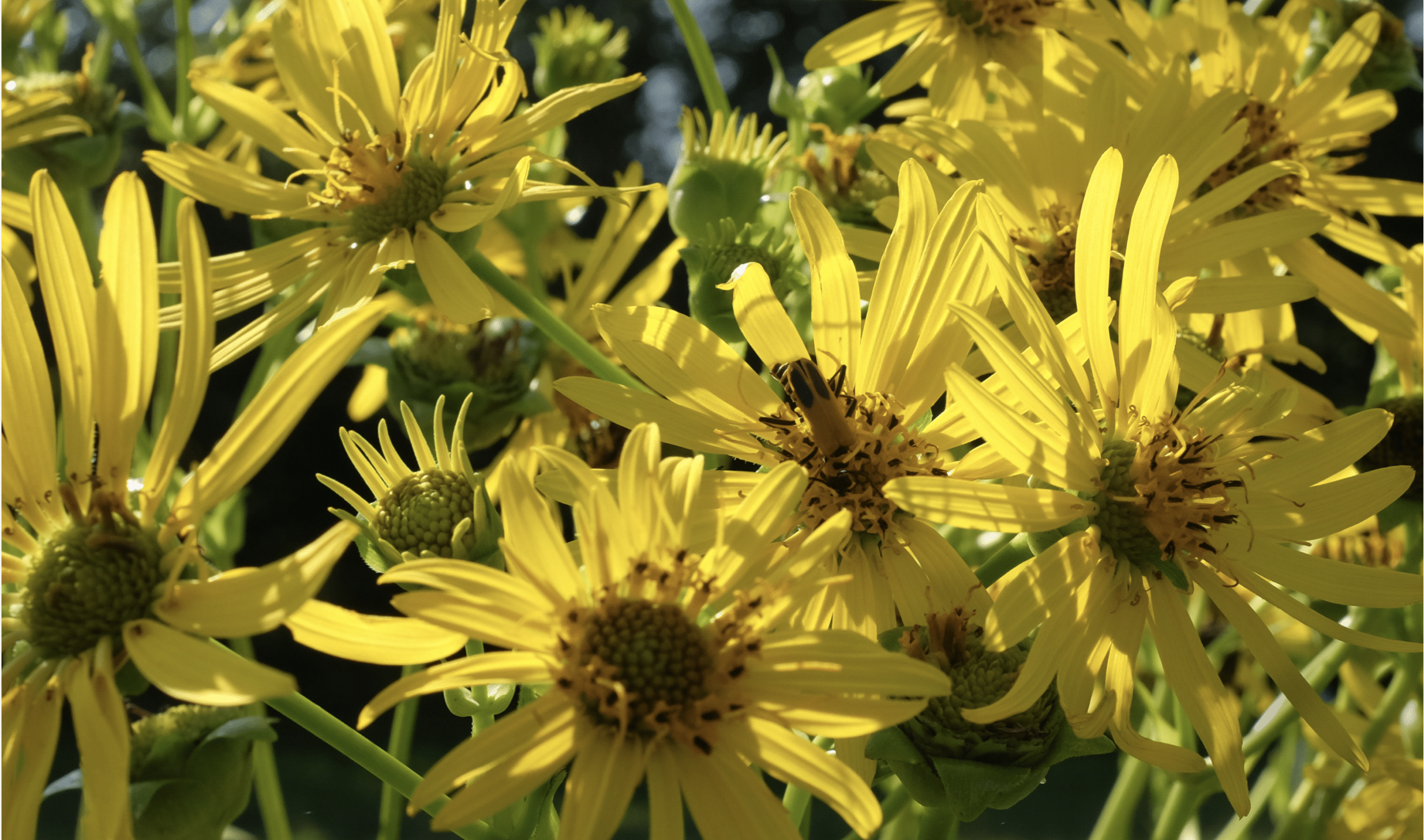 Research Papers from The Land Institute’s Scientists Receive Honors
