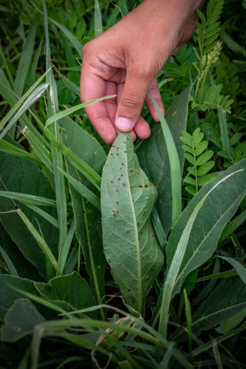 Silphium Rust