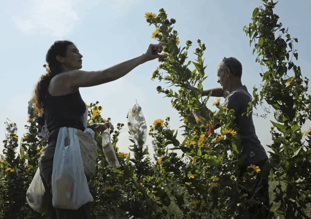 Balancing Forage Production, Seed Yield, and Pest Management in the Perennial Sunflower <i>Silphium integrifolium</i> (Asteraceae)