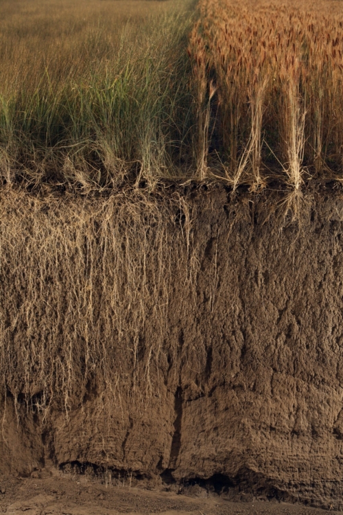 Comparison of perennial wheatgrass and its roots to the non-perennial wheat
