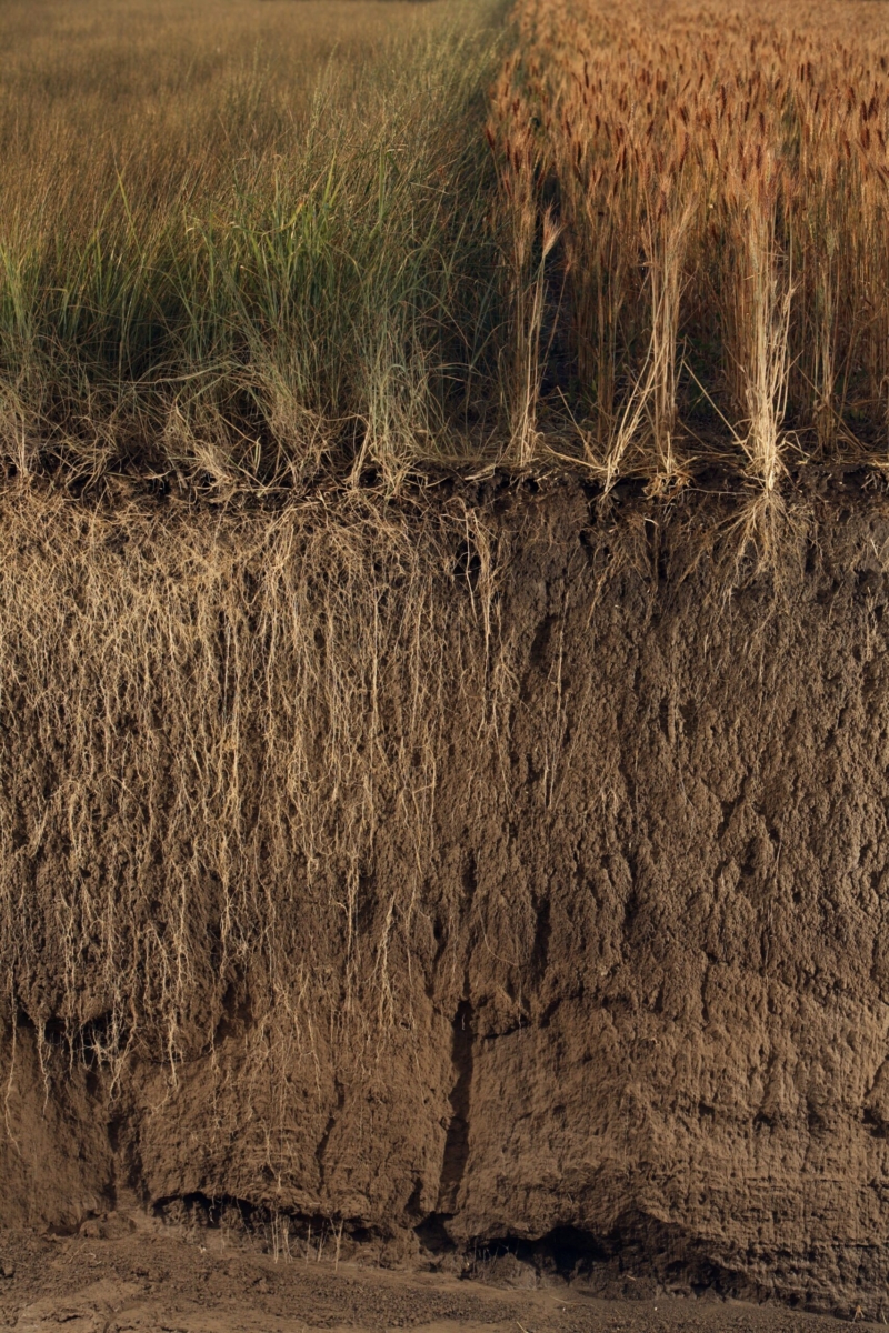 Comparison of perennial wheatgrass and its roots to the non-perennial wheat