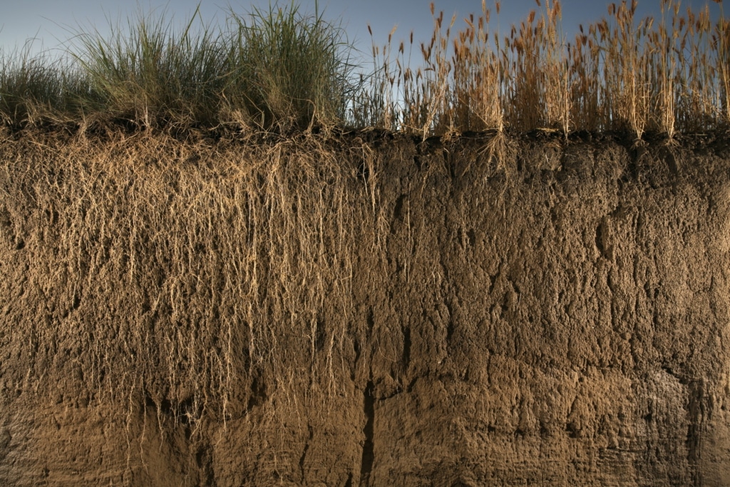 Kernza perennial grain left, annual wheat right