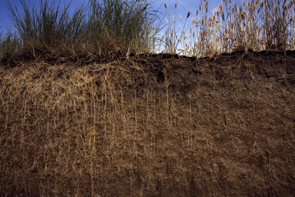 A Perennial Revolution of Agriculture – Is It Desirable, Possible, Imminent?